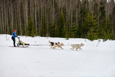 VERKHOSHIZHEMYE, RUSSIA - 03.07.2020 Husky kızak köpek yarışı. Koltco Fortuny - Kış Köpeği Kızak Takım Yarışması. Sibirya köpekleri musher ile kızak çeker. Karlı yolda etkin çalışan
