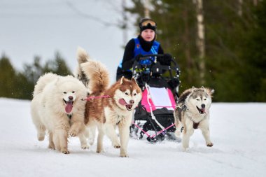 VERKHOSHIZHEMYE, RUSSIA - 03.08.2020 Husky kızak köpek yarışı. Koltco Fortuny - Kış Köpeği Kızak Takım Yarışması. Sibirya köpekleri musher ile kızak çeker. Karlı yolda etkin çalışan