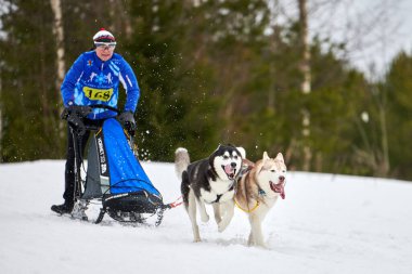 VERKHOSHIZHEMYE, RUSSIA - 03.08.2020 Husky kızak köpek yarışı. Koltco Fortuny - Kış Köpeği Kızak Takım Yarışması. Sibirya köpekleri musher ile kızak çeker. Karlı yolda etkin çalışan
