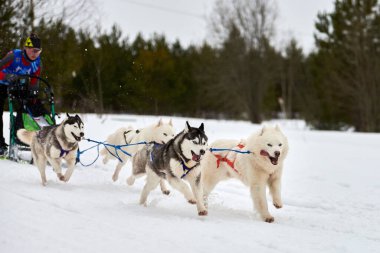 VERKHOSHIZHEMYE, RUSSIA - 03.08.2020 Husky kızak köpek yarışı. Koltco Fortuny - Kış Köpeği Kızak Takım Yarışması. Sibirya köpekleri musher ile kızak çeker. Karlı yolda etkin çalışan