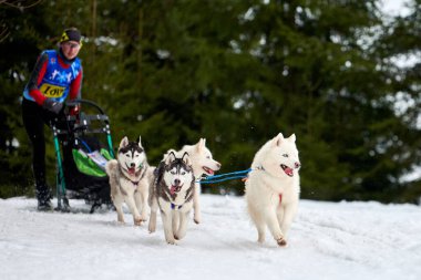 VERKHOSHIZHEMYE, RUSSIA - 03.08.2020 Husky kızak köpek yarışı. Koltco Fortuny - Kış Köpeği Kızak Takım Yarışması. Sibirya köpekleri musher ile kızak çeker. Karlı yolda etkin çalışan