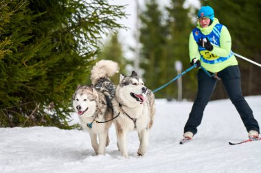 VERKHOSHIZHEMYE, RUSSIA - 03.08.2020 Kayakçı köpek yarışı. Koltco Fortuny - Kış Köpeği Spor Yarışması. Sibirya Husky köpeği kayakçıyı çekiyor. Karlı kros yolunda aktif kayak