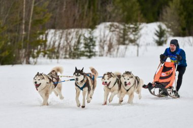 VERKHOSHIZHEMYE, RUSSIA - 03.08.2020 Husky kızak köpek yarışı. Koltco Fortuny - Kış Köpeği Kızak Takım Yarışması. Sibirya köpekleri musher ile kızak çeker. Karlı yolda etkin çalışan