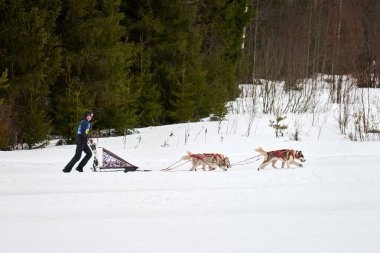 VERKHOSHIZHEMYE, RUSSIA - 03.08.2020 Husky kızak köpek yarışı. Koltco Fortuny - Kış Köpeği Kızak Takım Yarışması. Sibirya köpekleri musher ile kızak çeker. Karlı yolda etkin çalışan
