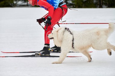 VERKHOSHIZHEMYE, RUSSIA - 03.07.2020 - Kayak köpek yarışı. Koltco Fortuny - Kış Köpeği Spor Yarışması. Samoylu köpek kayakçıyı çeker. Karlı kros yolunda aktif kayak