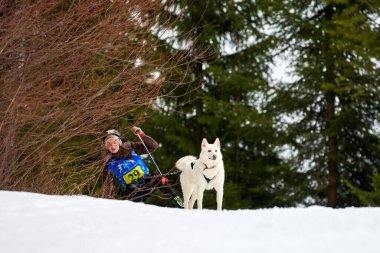 VERKHOSHIZHEMYE, RUSSIA - 03.07.2020 - Kayak köpek yarışı. Koltco Fortuny - Kış Köpeği Spor Yarışması. Sibirya Husky köpeği kayakçıyı çekiyor. Karlı kros yolunda aktif kayak