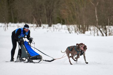 VERKHOSHIZHEMYE, RUSSIA - 03.08.2020 Kış kızağı köpek yarışı. Koltco Fortuny - Köpek kızağı takımı yarışması. Sivri uçlu köpekler misket tüfeğiyle kızak çeker. Karlı yolda etkin çalışan
