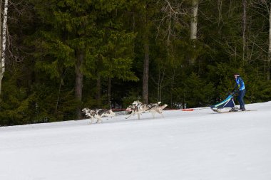 VERKHOSHIZHEMYE, RUSSIA - 03.08.2020 Husky kızak köpek yarışı. Koltco Fortuny - Kış Köpeği Kızak Takım Yarışması. Sibirya köpekleri musher ile kızak çeker. Karlı yolda etkin çalışan