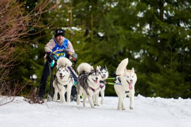 VERKHOSHIZHEMYE, RUSSIA - 03.08.2020 Husky kızak köpek yarışı. Koltco Fortuny - Kış Köpeği Kızak Takım Yarışması. Sibirya köpekleri musher ile kızak çeker. Karlı yolda etkin çalışan