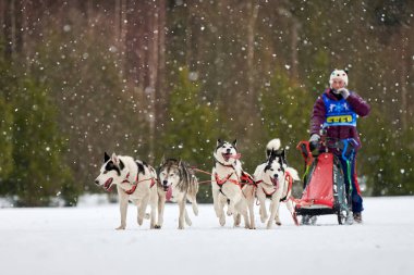 VERKHOSHIZHEMYE, RUSSIA - 03.07.2020 Husky kızak köpek yarışı. Koltco Fortuny - Kış Köpeği Kızak Takım Yarışması. Sibirya köpekleri musher ile kızak çeker. Karlı yolda etkin çalışan