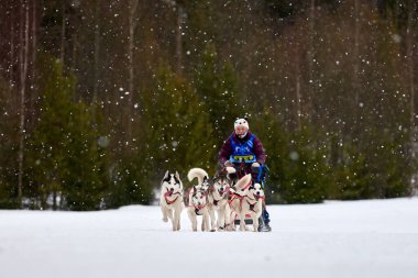 VERKHOSHIZHEMYE, RUSSIA - 03.07.2020 Husky kızak köpek yarışı. Koltco Fortuny - Kış Köpeği Kızak Takım Yarışması. Sibirya köpekleri musher ile kızak çeker. Karlı yolda etkin çalışan