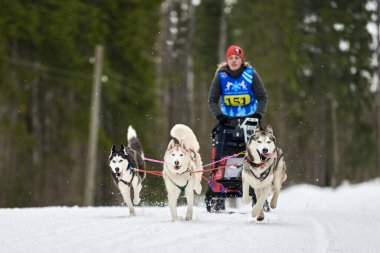 VERKHOSHIZHEMYE, RUSSIA - 03.07.2020 Husky kızak köpek yarışı. Koltco Fortuny - Kış Köpeği Kızak Takım Yarışması. Sibirya köpekleri musher ile kızak çeker. Karlı yolda etkin çalışan