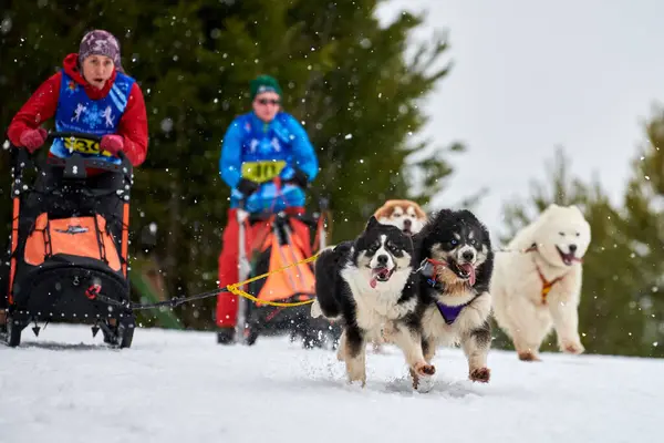Verkhoshizhemye Russland 2020 Husky Schlittenhunderennen Koltco Fortuny Winter Hundesport Schlitten — Stockfoto