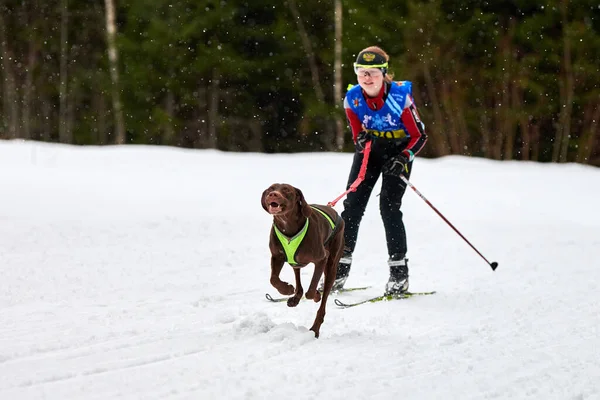 Verkhoshizhemye Rusko 2020 Skijoring Dog Racing Koltco Fortuny Zimní Psí — Stock fotografie