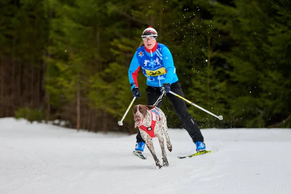 Verkhoshizhemye Russia 2020 Skijoring Wyścigi Psów Koltco Fortuny Zawody Sportów — Zdjęcie stockowe