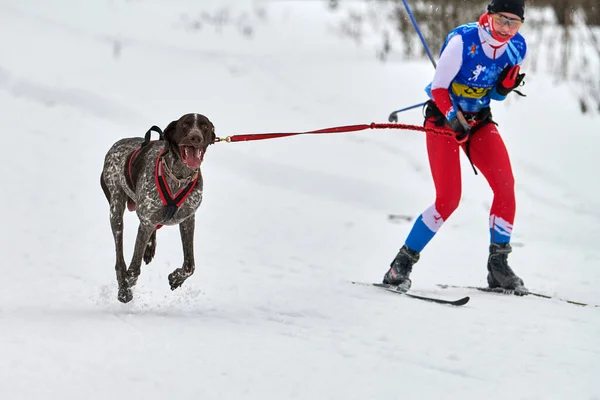 Verkhoshizhemye Ryssland 2020 Skijoring Hundkapplöpning Koltco Fortuny Vinter Hund Sport — Stockfoto