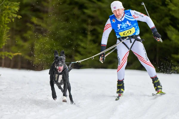 Verkhoshizhemye Rusko 2020 Skijoring Dog Racing Koltco Fortuny Zimní Psí — Stock fotografie