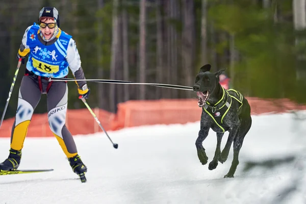 Verkhoshizhemye Ryssland 2020 Skijoring Hundkapplöpning Koltco Fortuny Vinter Hund Sport — Stockfoto