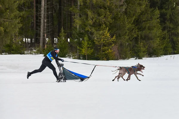 Verkhoshizhemye Rússia 2020 Corrida Cães Trenó Inverno Koltco Fortuny Competição — Fotografia de Stock