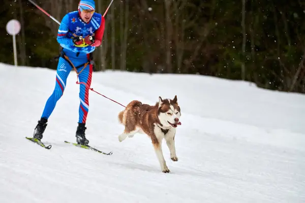 Verkhoshizhemye Rusko 2020 Skijoring Dog Racing Koltco Fortuny Zimní Psí — Stock fotografie