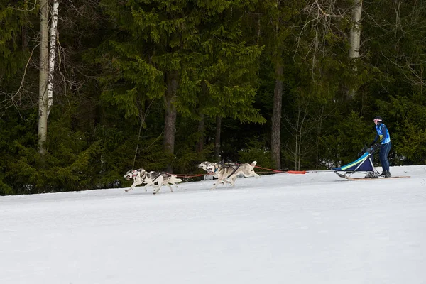 Verkhoshizhemye Rusland 2020 Husky Sledehonden Racen Koltco Fortuny Wintersport Slee — Stockfoto