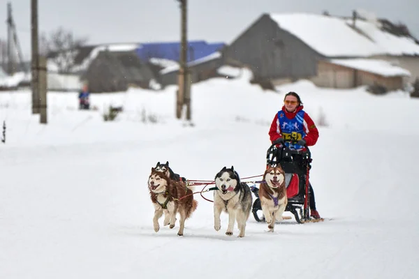 Verkhoshizhemye Russia 2020 Husky Sled Dog Racing Koltco Fortuny Winter — Stock Photo, Image