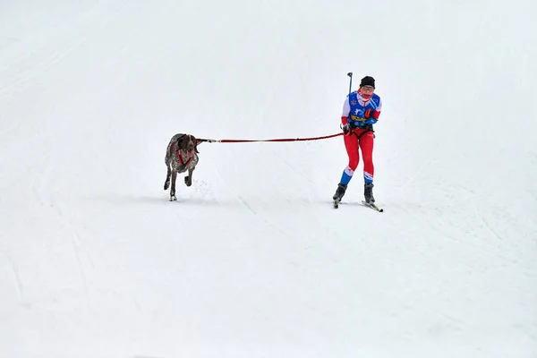 Verkhoshizhemye Ryssland 2020 Skijoring Hundkapplöpning Koltco Fortuny Vinter Hund Sport — Stockfoto