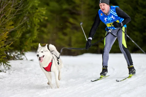 Verkhoshizhemye Rusko 2020 Skijoring Dog Racing Koltco Fortuny Zimní Psí — Stock fotografie