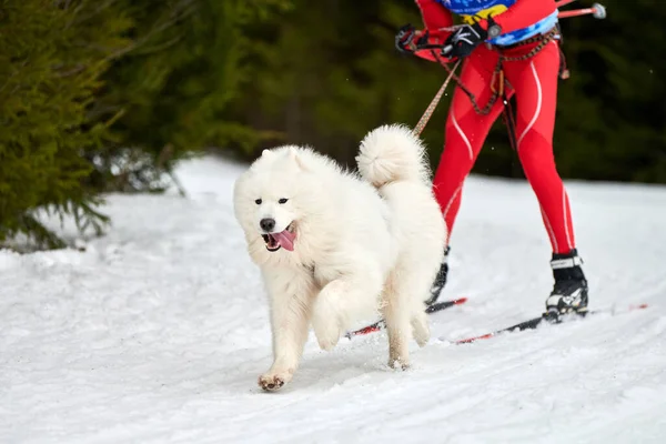 Verkhoshizhemye Rusko 2020 Skijoring Dog Racing Koltco Fortuny Zimní Psí — Stock fotografie