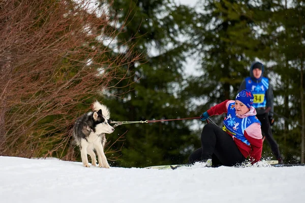 Verkhoshizhemye Russia 2020 Skijoring Dog Racing Koltco Fortuny Competizione Sport — Foto Stock