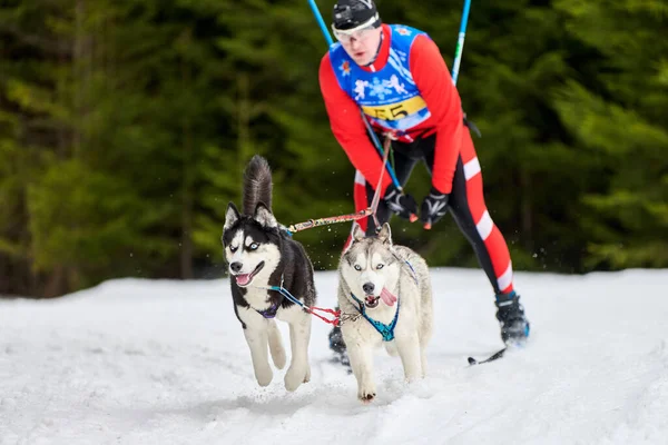 Verkhoshizhemye Ryssland 2020 Skijoring Hundkapplöpning Koltco Fortuny Vinter Hund Sport — Stockfoto