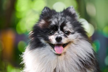 Pomeranian Spitz köpeği yakın plan portresi, yeşil bahçe arka planı. Yürüyüşteki şirin Pomeranya köpeği. Komik aile dostu Spitz pon köpeği.