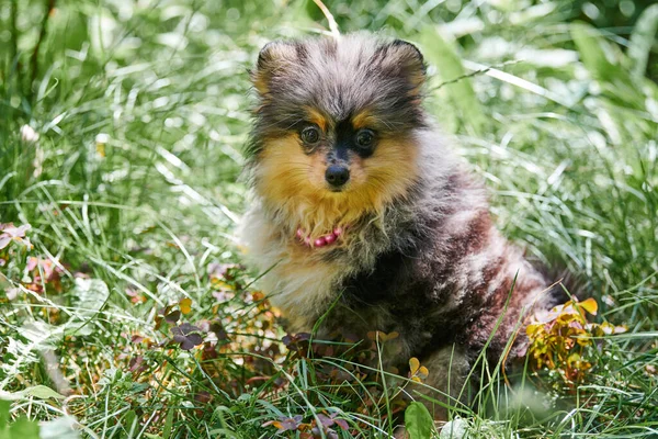 Pommersche Spitzhunde Niedlicher Pommernwelpe Gartengras Familienfreundlicher Lustiger Spitz Pom Hund — Stockfoto