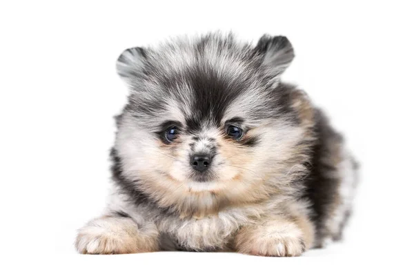 Pomeranian Spitz Köpek Yavrusu Izole Edilmiş Beyaz Arka Planda Şirin — Stok fotoğraf