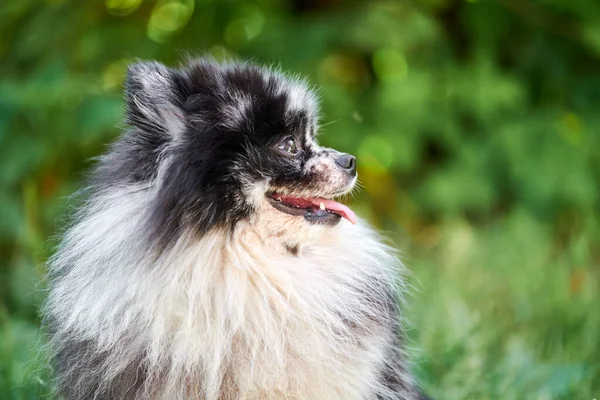 Pomorski Pies Spitz Bliska Portret Zielone Tło Ogrodowe Słodki Pomeranian — Zdjęcie stockowe