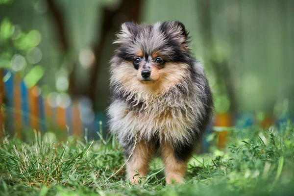 Pomorski Szczeniak Spitz Ogrodzie Słodki Pies Pomeranian Spacerze Szczeniak Czarny — Zdjęcie stockowe