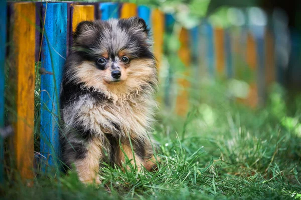 Pomorski Szczeniak Spitz Ogrodzie Słodki Pies Pomeranian Spacerze Szczeniak Czarny — Zdjęcie stockowe