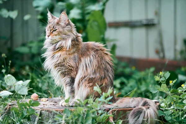 Maine Mosómedve Macska Kertben Telek Felnőtt Aranyos Macska Séta Park — Stock Fotó