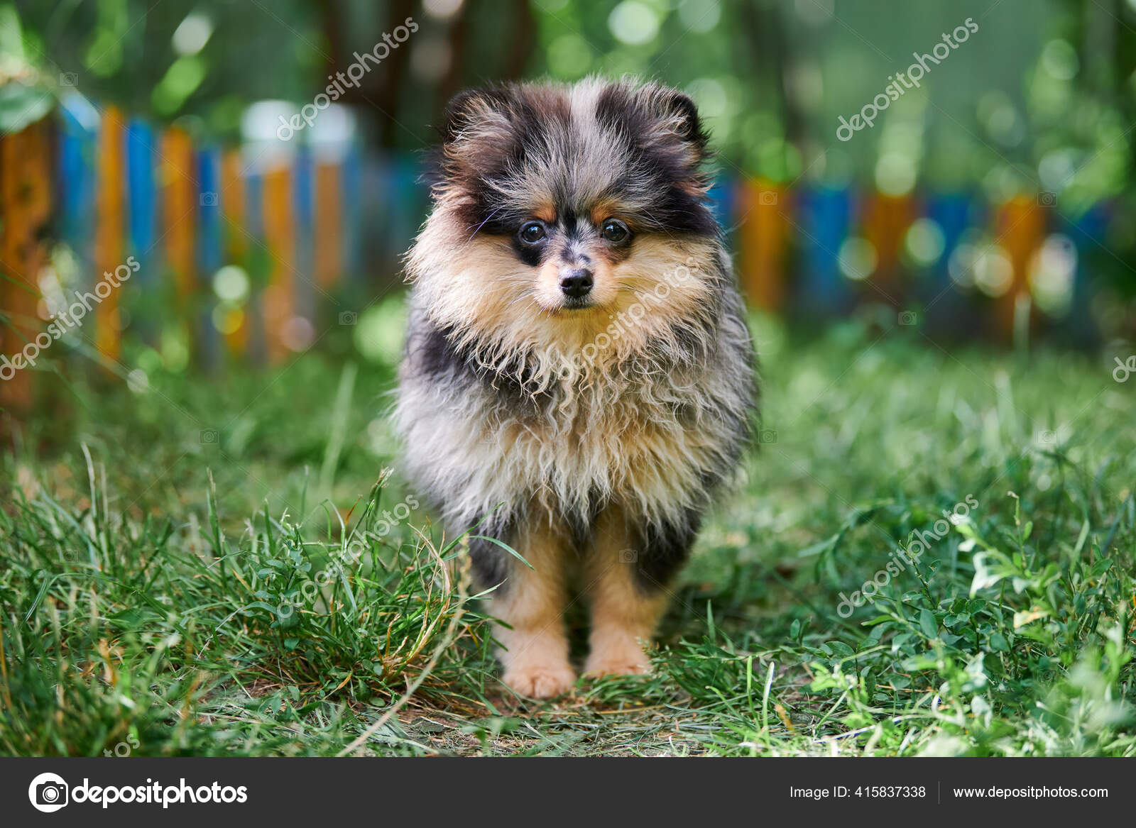 Spitz Puppy Garden Pomeranian Dog Walk Puppy Black Stock by ©travelarium 415837338