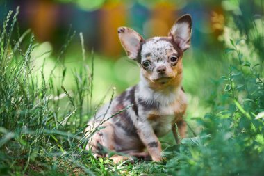Chihuahua köpeği, bahçede küçük bir köpek. Çimlerin üzerinde şirin küçük bir köpek. Kısa saçlı chihuahua cinsi..
