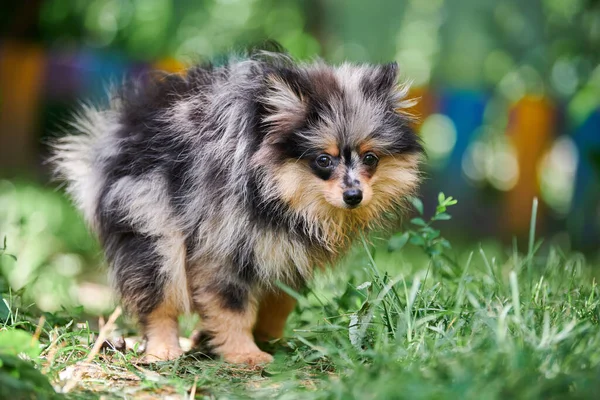 Pomorski Szczeniak Spitz Robi Kupę Ogrodzie Słodki Pies Pomeranian Spacerze — Zdjęcie stockowe