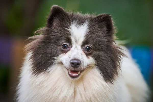 Pomorski Pies Spitz Ogrodzie Bliska Portret Twarzy Słodki Pomeranian Szczeniak — Zdjęcie stockowe