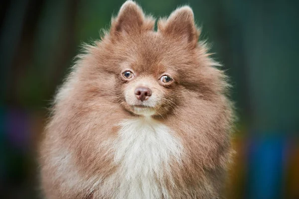 Pomorski Pies Spitz Ogrodzie Bliska Portret Twarzy Słodki Pomeranian Szczeniak — Zdjęcie stockowe