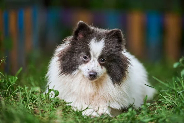 Pomorski Pies Spitz Ogrodzie Cute Pomeranian Szczeniak Spacerze Biały Czarny — Zdjęcie stockowe