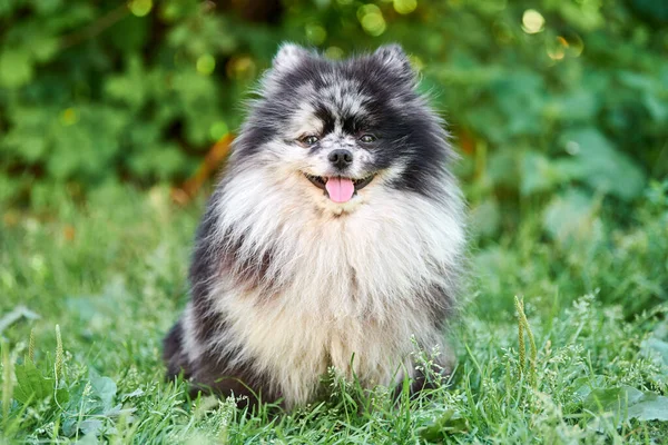 Pomeranian Spitz Hond Tuingras Leuke Pomeranian Puppy Voet Grappig Familie — Stockfoto