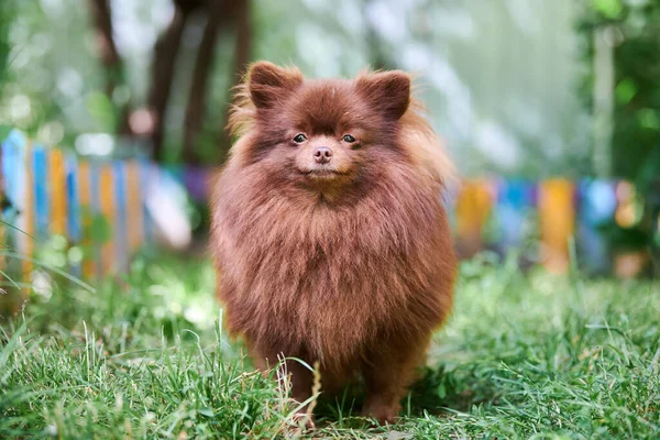 Pomorski Pies Spitz Ogrodzie Słodki Brązowy Szczeniak Pomeranian Spacerze Przyjazny — Zdjęcie stockowe