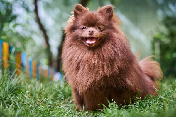Pomeranian Spitz Dog Garden Cute Brown Pomeranian Puppy Walk Family — Stock Photo, Image