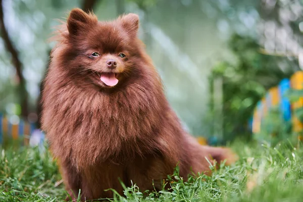 Pomeranian Spitz Dog Garden Cute Brown Pomeranian Puppy Walk Family — Stock Photo, Image