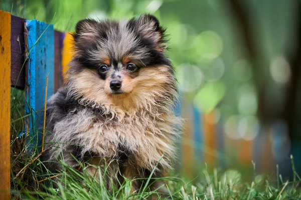 Pomeranian Spitz Štěně Zahradě Roztomilý Pomeranian Pes Procházce Štěně Černé — Stock fotografie