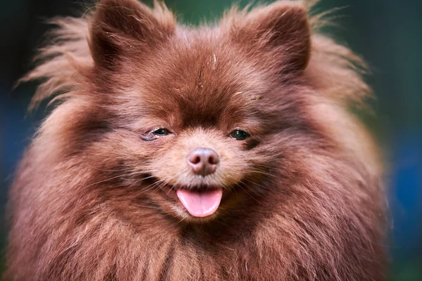 Pomeranian Spitz Dog Garden Close Face Portrait Cute Brown Pomeranian — Stock Photo, Image